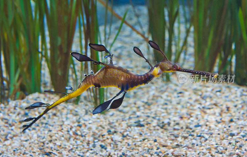 普通海龙或杂草海龙(Phyllopteryx taeniolatus)是一种与海马有关的海洋鱼类。澳大利亚特有的。